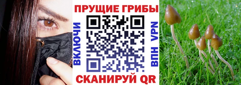 Псилоцибиновые грибы Psilocybine cubensis закладка Псков
